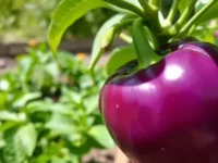 All You Need to Know About Purple Bell Peppers: Taste, Recipes & How to Grow Them