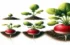 Radish Growth Stages Explained: A Complete Guide from Seed to Harvest
