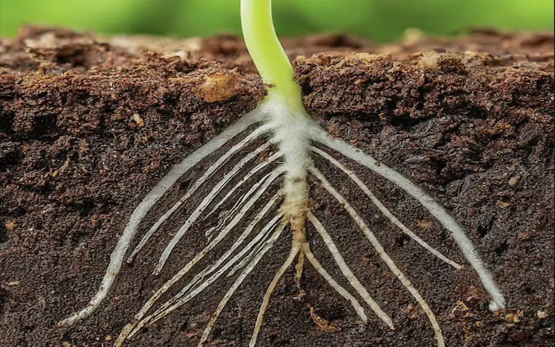 Root growth