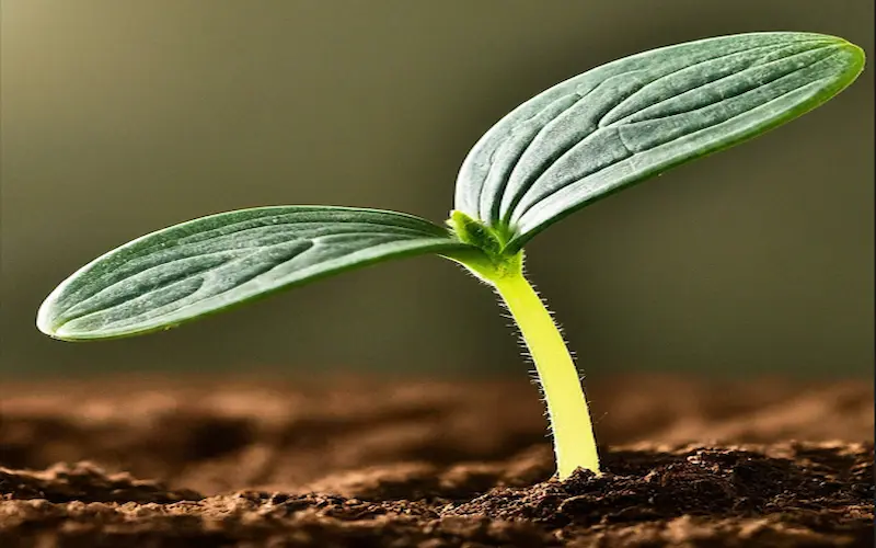 Seedlings cucumber plant