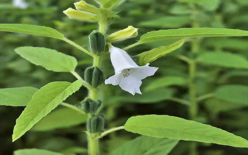 Sesame plant