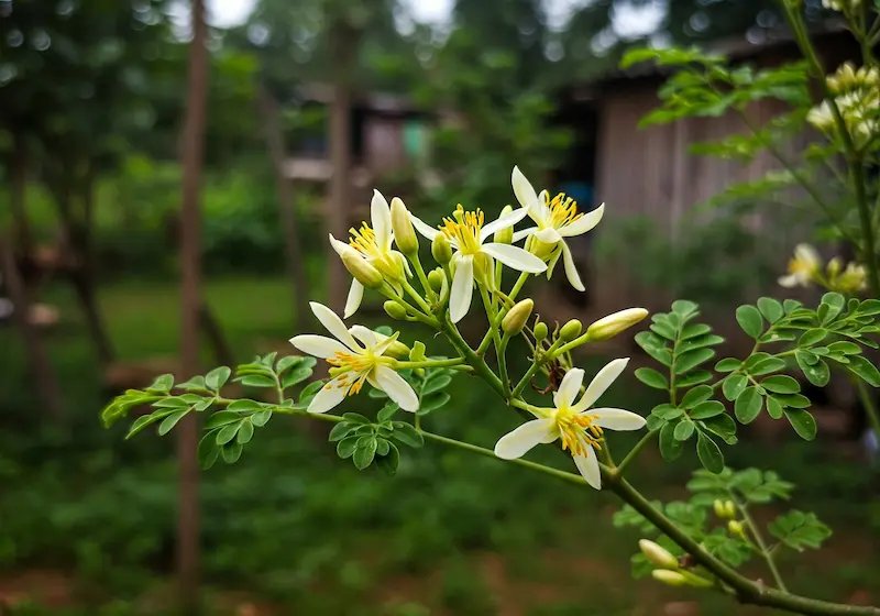Small white moringa flowers on a tree