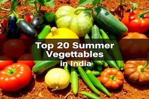 Top 20 Summer Vegetables in India: Growing Tips & Health Benefits and Recipes