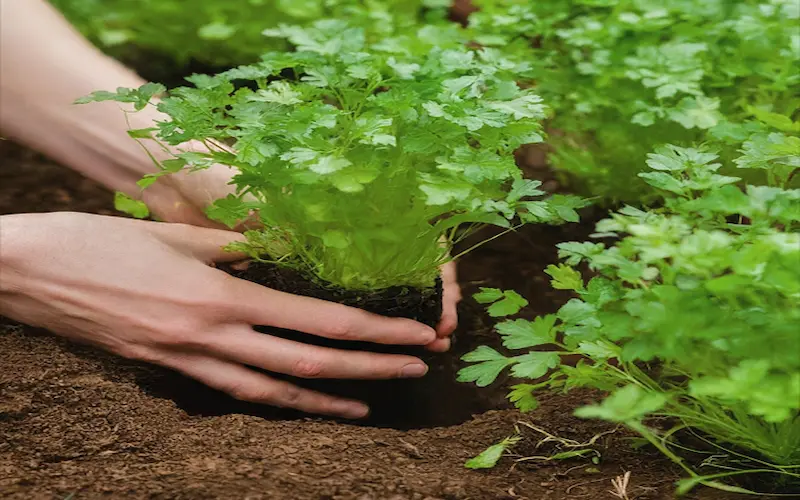 Transplanting Parsley Seedlings Outdoors