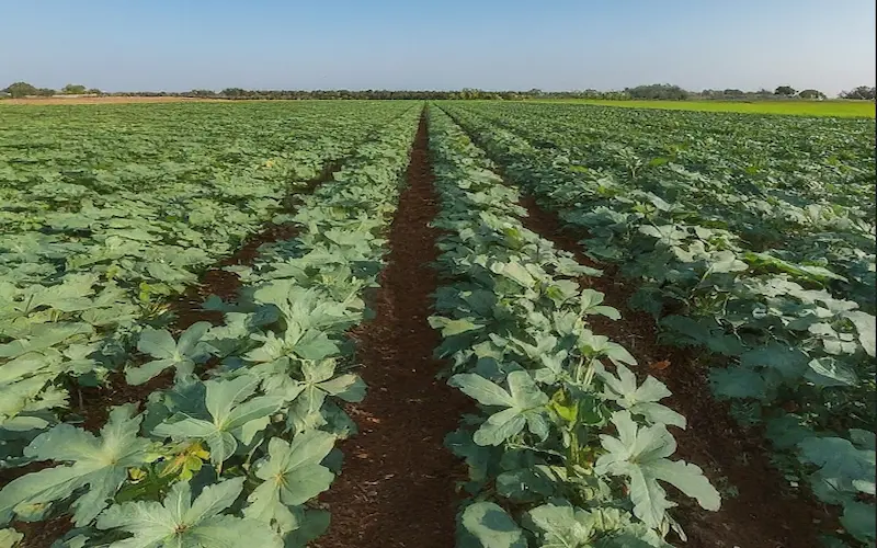 Planting Lady Finger
