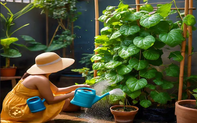 Watering and caring Malabar spinach