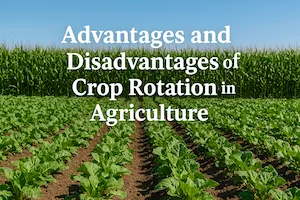 Advantages and Disadvantages of Crop Rotation in Agriculture