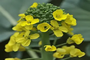 Broccoli Flowering Explained: What It Means and How to Manage It in Your Garden