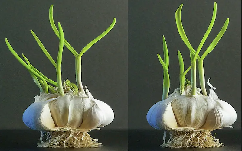 Bulb formation of garlic