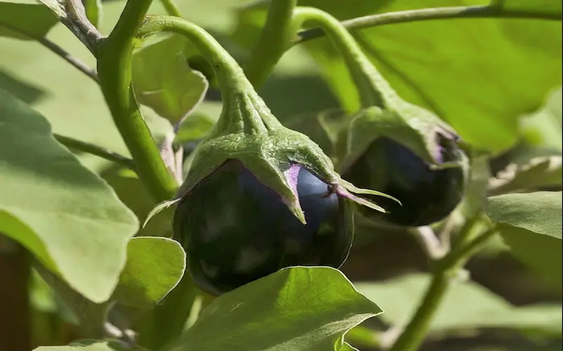 Eggplant seedling