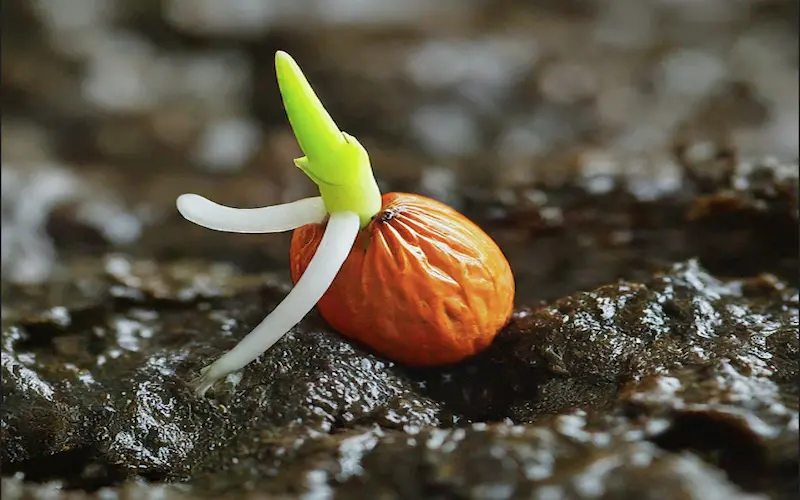 Germination of Asparagus