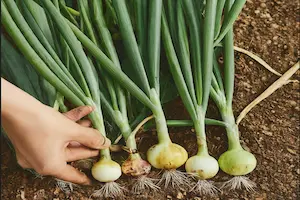 How to Grow Green Onions: Step-by-Step Tips and Delicious Ways to Use Them