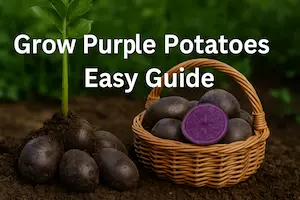 Beginner’s Guide: What Is Purple Potato and How to Grow It at Home