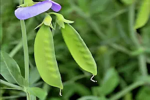 Sweet Pea Growing Guide: Planting Tips, Care Instructions, and Blooming Secrets