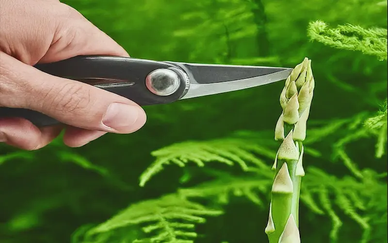 harvesting asparagus