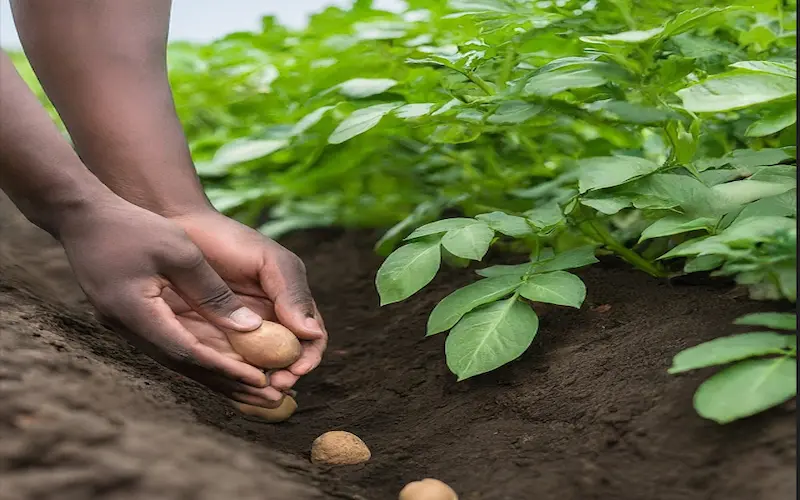Potato farming