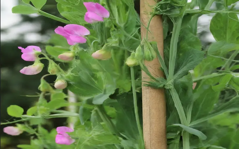 Sweet peas maturation