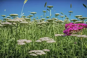 Top 10 Companion Plants for Yarrow: Flowers, Herbs & Vegetables That Thrive Together